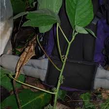 Image result for Scepocarpus trinervis