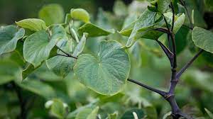 What Is Kava Origin Benefits And Precautions Psych Central