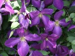 Aug 08, 2021 · creeping charlie weed is a green vine whose leaves are round with scalloped edges. Grow Clematis How To Plant Care For The Queen Of Vines Garden Design