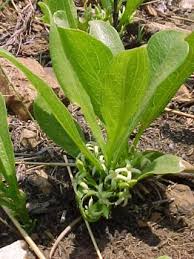 Image result for Pygmaeothamnus zeyheri