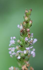 Image result for Plantago