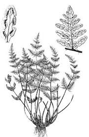 Image result for Sinopteridaceae