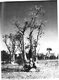 Image result for Leucosphaera bainesii