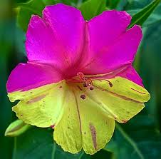 Image result for Mirabilis jalapa