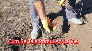 Trimisă pe 30 august 2015. Cum Se Taie Corect ViÅ£a De Vie In Primul An CaÅ£i Ochi Se LasÄ Youtube