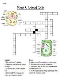 Check spelling or type a new query. Plant Animal Cell Cross Word Puzzle Tpt