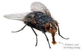 Say goodbye to this filthy pest for good. Pestaway Australia How To Get Rid Of Flies Pest Control