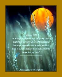 Matthew 13 30 Let Both Grow Together Until The Harvest And In The Time Of Harvest I Will Say To The Reapers Gather Ye Together Fir Sayings Harvest Let It Be