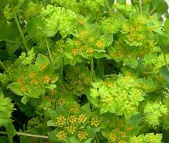 What Is Bupleurum How To Grow Bupleurum Herb Plants Dummer Garden Manage Gfinger Es La App De Jardineria Mas Profesional