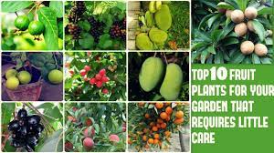 Our trees always ship at the proper planting time for your region. Top 10 Fruit Plants For Your Garden That Requires Little Care Youtube