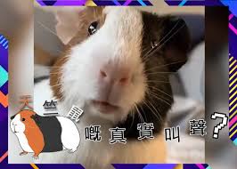 See more of 天竺鼠天地 on facebook. å¤©ç«ºé¼ çš„çœŸå¯¦å«è² å³æ™‚æ–°èž ç¹½funæ˜Ÿç¶² On Ccæ±ç¶²