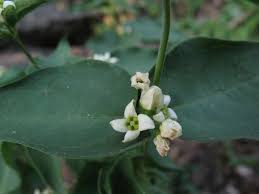 Image result for Vincetoxicum