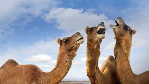 Interestingly, the camel employs unique immunological and molecular mechanisms against pathogenic agents and pathological conditions. Camel Urine Cures Coronavirus Archyde