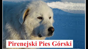 Bardzo duży, wykorzystywany głównie w roli stróża posesji pies o gęstym, grubym, długim futrze. Pirenejski Pies Gorski Opis Rasy Charakter Zdrowie Historia Wady I Zalety Youtube