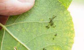Family, home & consumer including energy, kids, elderly and relationships, finances and work, and housing; Bugs On Our Aspen Trees 480455 Ask Extension