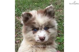 Maybe you would like to learn more about one of these? Beau Pomsky Puppy For Sale Near Pensacola Florida 8c4dcf21 8db1