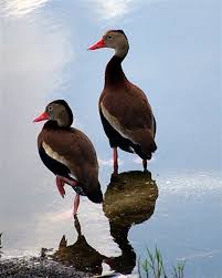 Black And White Wild Duck Species Black Bellied Whistling Ducks Guidenet Galleries Digital Photography Review Duck Species Pet Birds Beautiful Birds