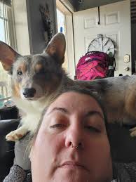 Lost dog in Bakersfield, CA