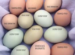 What Makes Eggs Different Colors?