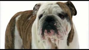 Dogs 101 English Bulldog