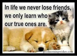 Dog and cat friendship quotes. Gfse Jpg 625 455 True Friends Quotes Losing Friends True Friends