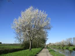 Canal Du Nivernais Magnifique Ciel Bleu Et Cerisiers En Fleur Fleur De Cerisier Ciel Bleu Cerisier