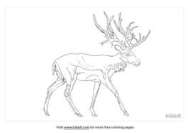 When it gets too hot to play outside, these summer printables of beaches, fish, flowers, and more will keep kids entertained. Schomburgks Deer Coloring Pages Free Animals Coloring Pages Kidadl