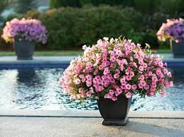 Direct sun container plants for full sun and heat. The Best Flowers For Pots In Full Sun Hgtv