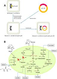 See cc advance sdn bhd's products and suppliers. Preparation Of Kenaf Stem Hemicellulosic Hydrolysate And Its Fermentability In Microbial Production Of Xylitol By Escherichia Coli Bl21 Scientific Reports