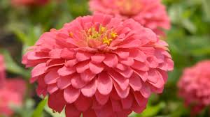 Image result for Zinnia elegans