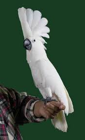 Bird With Big Feathers On Head Pin By So Treasured On Australia Animals Beautiful Pet Birds Parrot