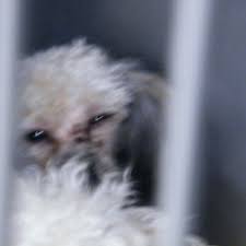 Petland employee reviews about puppy mills. Petition Petland Usa Stop Selling Pets Fire Puppy Mills Petland Canada Has Change Org