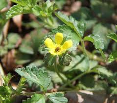Typical cinquefoils look most similar to the strawberries, but differ in usually having dry, inedible fruit (hence i think i remember of it making yellow flowers, but i'm not sure. Indian Mock Strawberry Mizzou Weedid