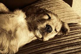 If your puppy cries in the crate at night, your instinct will be to help him—and that's the right thing to do. Crate Training A Puppy First Night In 8 Easy Steps Crate Training Center
