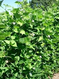 Image result for Psophocarpus grandiflorus