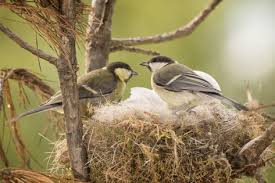 Different Types Of Birds With Their Nests Which Nest Is Which Identify Bird Nests With Ease Identifying Birds Bird Nest Bird