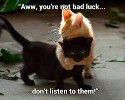 Funny Animal Pictures Of The Day 16 Picstap The Link To Check Out Great Cat Products We Have For Your Li Funny Cat Memes Cute Cat Memes Funny Animal Pictures