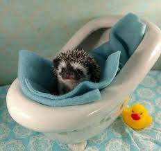 Bathing Your Hedgehog Pins And Needles Hedgehogs