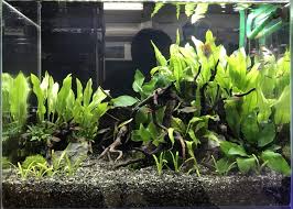 アマゾンソードの育て方 植え方のコツから枯らさないポイントまで解説 トロピカ