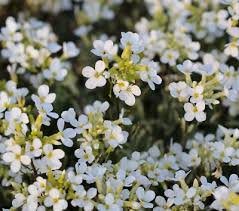 Image result for Arabis