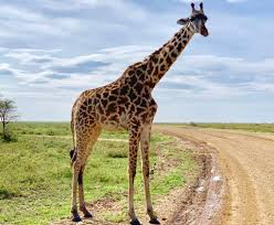 Carry only your bare essentials on a walking safari and do not panic if a wild animal stares at you. Africa 10 Must See Animals On A Safari