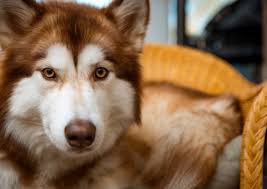 Long ago, we had a crabby malamute. Alaskan Malamute Breed Facts And Information Petcoach