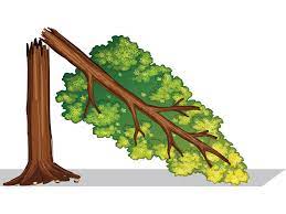 There will be two roles to fill. Who The Tree Writing Mathamatis Grade Three Integrated Mathematics Workbook I Am Searching For Those Graphs G Where G Is A Tree And Its Complement Is Also A Tree Highwayphoto S