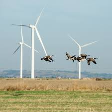 Are Wind Farms A Threat To Wildlife Lets Talk Science
