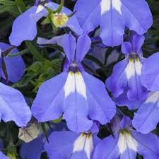 Image result for Lobelia thermalis
