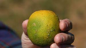 Our online only pest control specials were such a hit last year that we just had to bring them back again this year. Board Of Supervisors Approves Efforts To Fight Destructive Citrus Crop Pest Kpbs