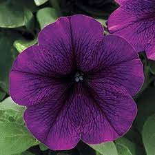 Trilogy Deep Purple Petunia Seeds Purple Petunias Petunias Plant Leaves