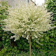 Flamingo willow shrub #flamingo_willow_shrub #landscape #plants #shrub #tree #willow. 1 Metre Standard Salix Flamingo Willow Tree In A 3 Litre Pot Freemans