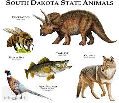 South Dakota State Animals By Roger D Hall Coyote Mammal Ring Necked Pheasant Bird Home To 96 Native Mammals Animais Selvagens Zoologia Animais