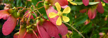 Image result for Heteropterys